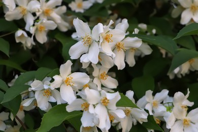 Photo of Closeup view of beautiful blooming white jasmine shrub outdoors