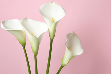 Beautiful calla lily flowers on pink background