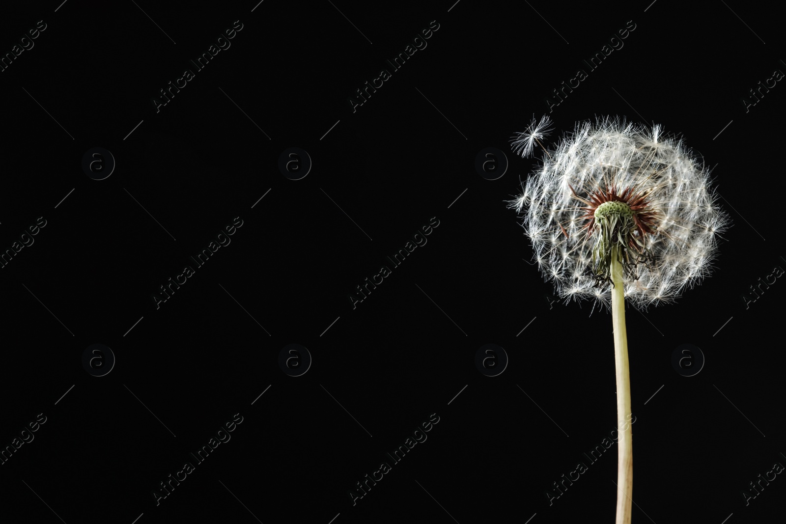 Photo of Beautiful dandelion flower on black background. Space for text