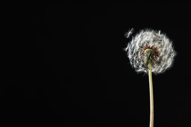 Photo of Beautiful dandelion flower on black background. Space for text