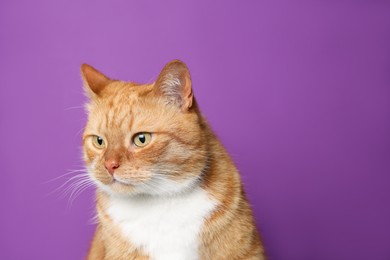 Photo of Cute ginger cat on purple background, space for text. Adorable pet