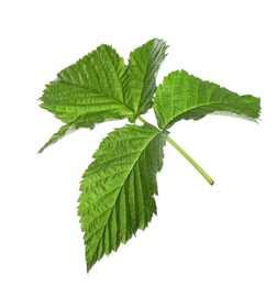 Photo of Fresh green raspberry leaves isolated on white