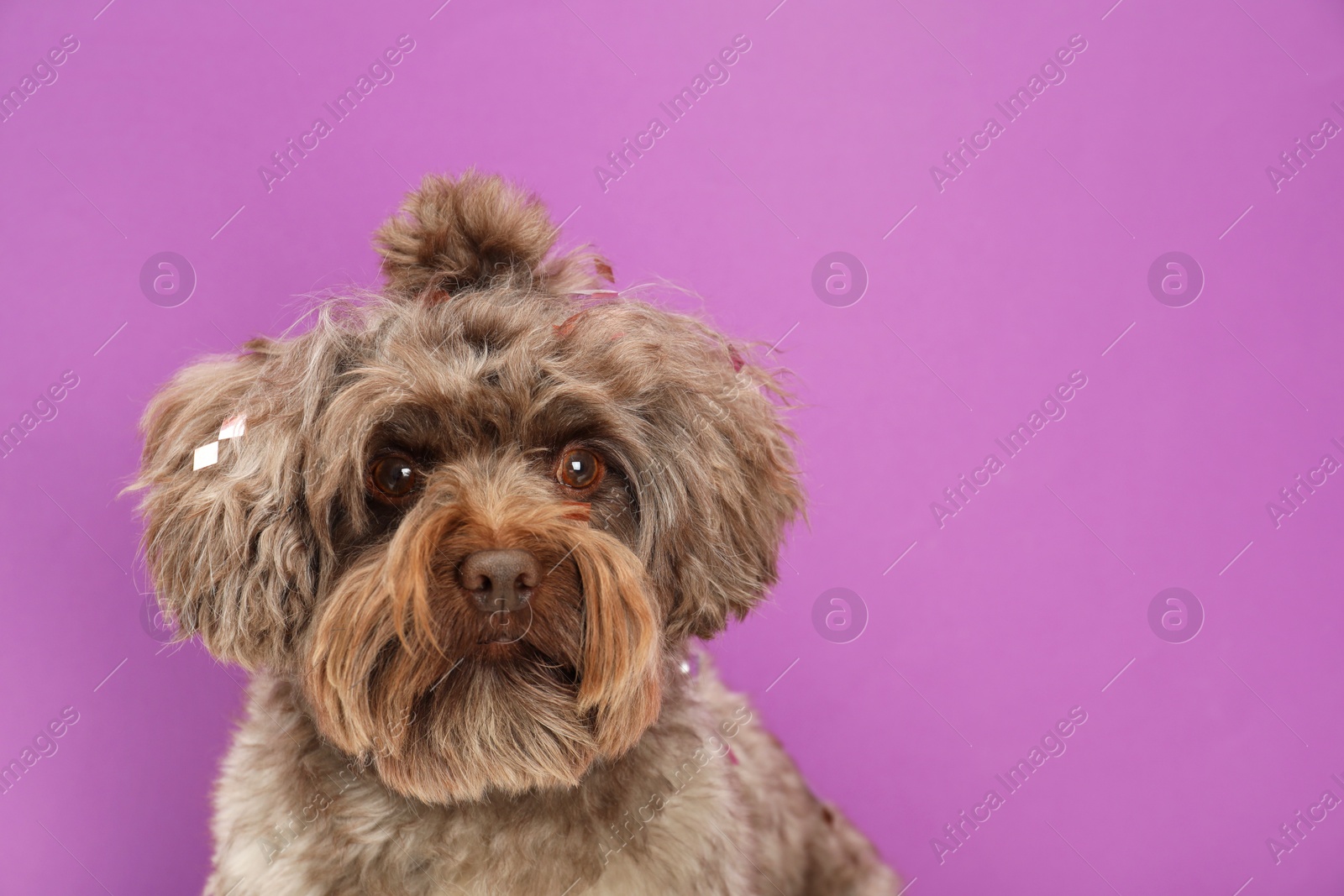 Photo of Cute Maltipoo dog on violet background, space for text. Lovely pet