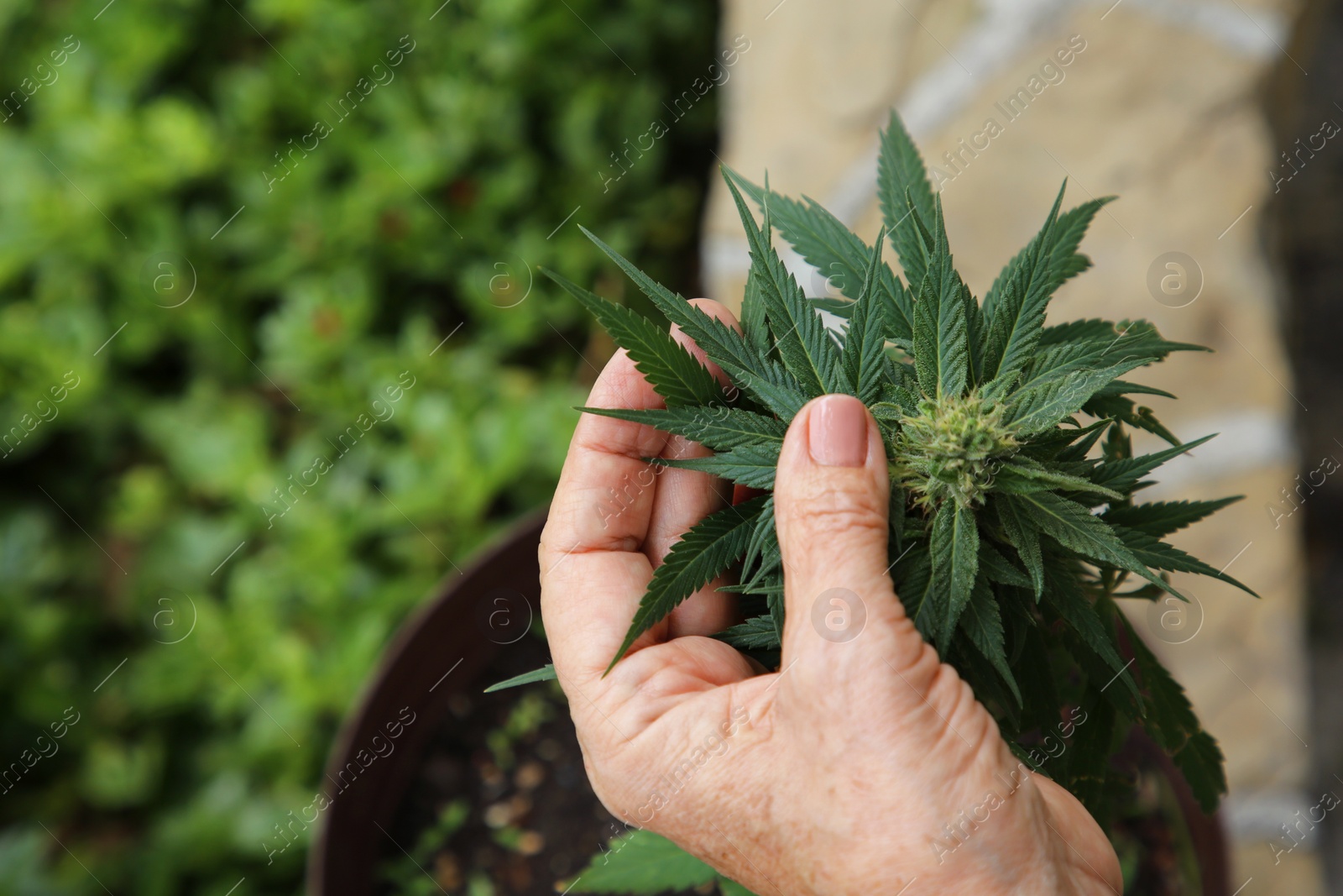 Photo of Woman near green potted hemp outdoors, closeup. Space for text