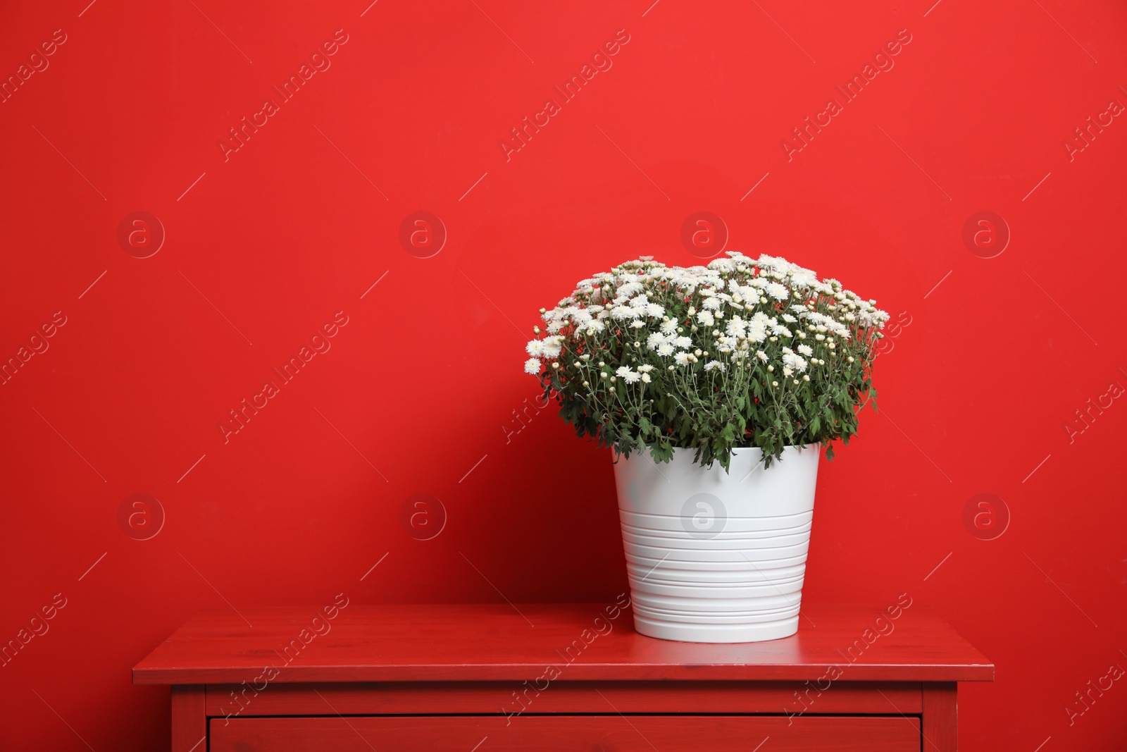 Photo of Pot with beautiful chrysanthemum flowers on cabinet against red background. Space for text