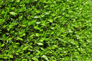 Photo of Beautiful bushes with green leaves outdoors on sunny day, closeup