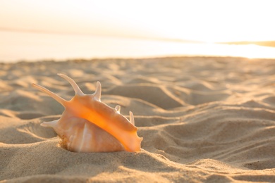 Sandy beach with beautiful shell near sea on summer day. Space for text