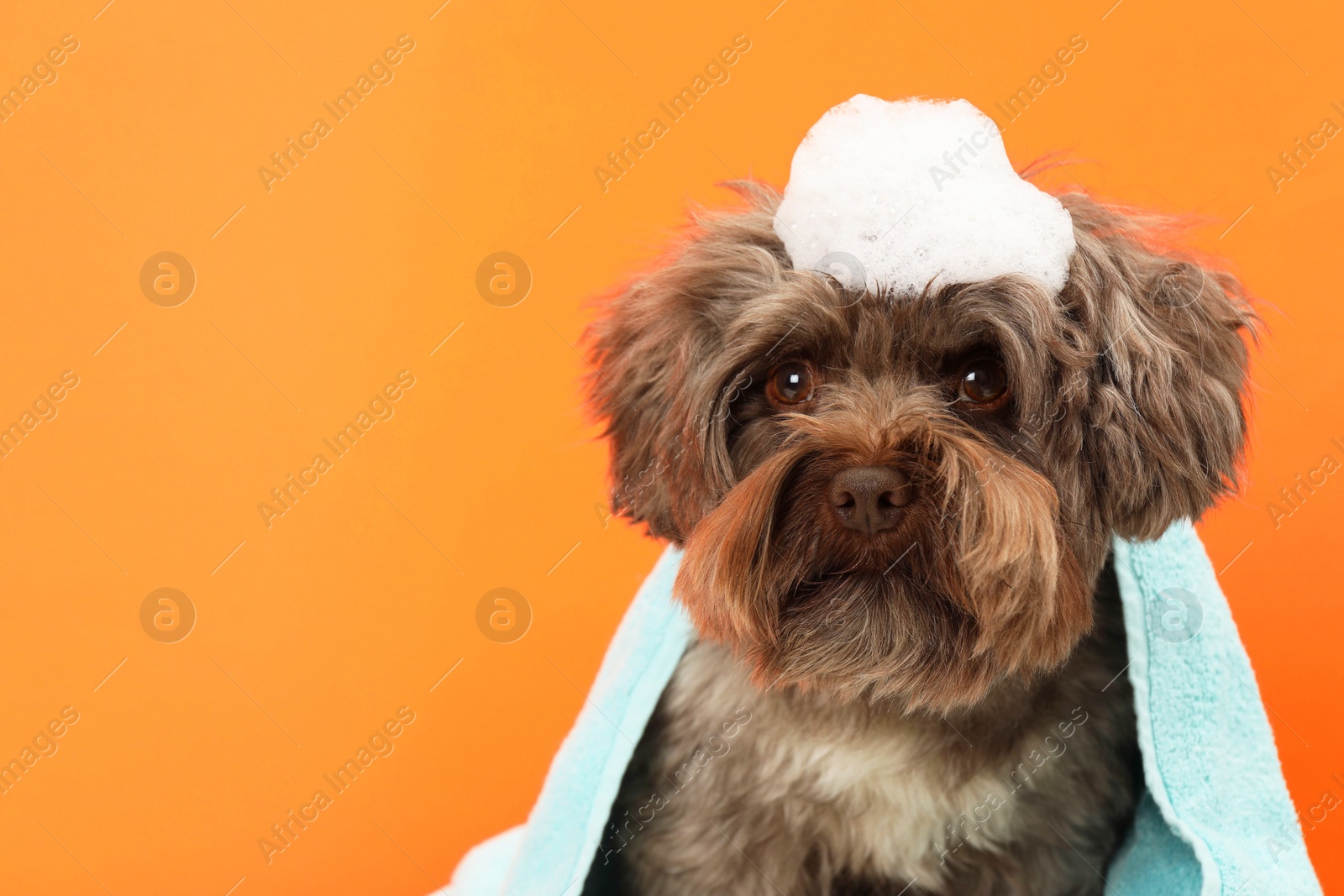 Photo of Cute Maltipoo dog with towel and foam on orange background, space for text. Lovely pet