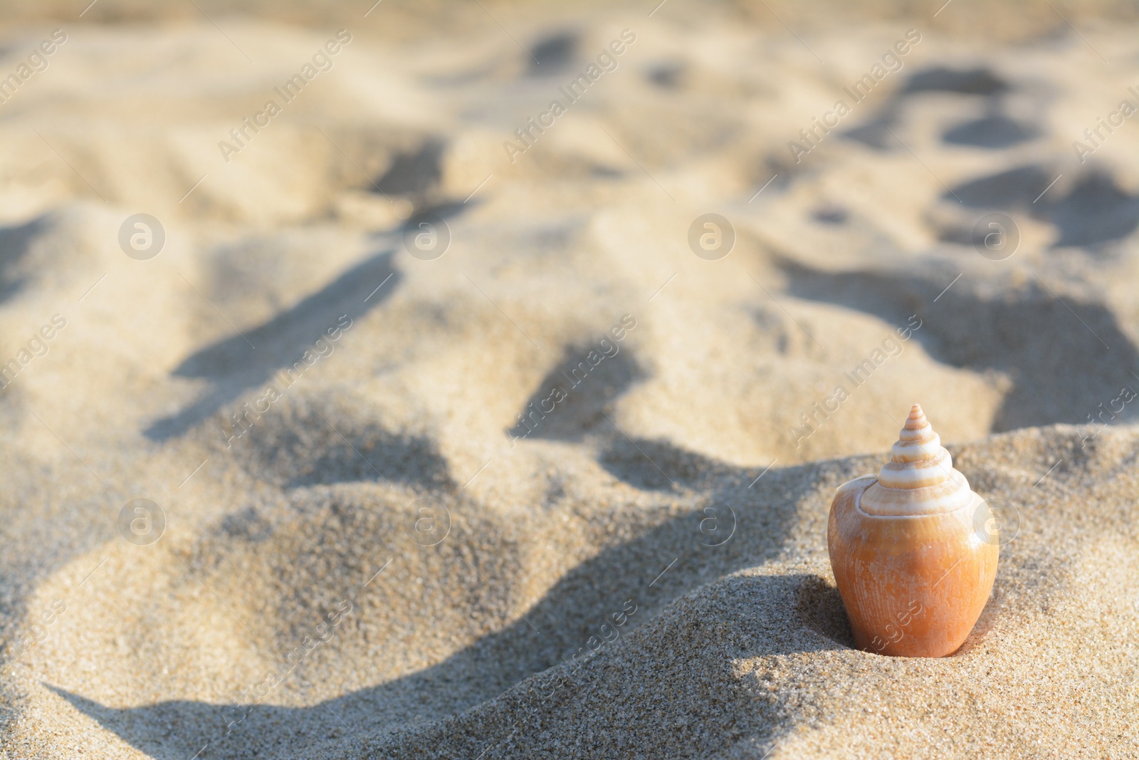 Photo of Beautiful seashell on sandy beach near sea, closeup. Space for text