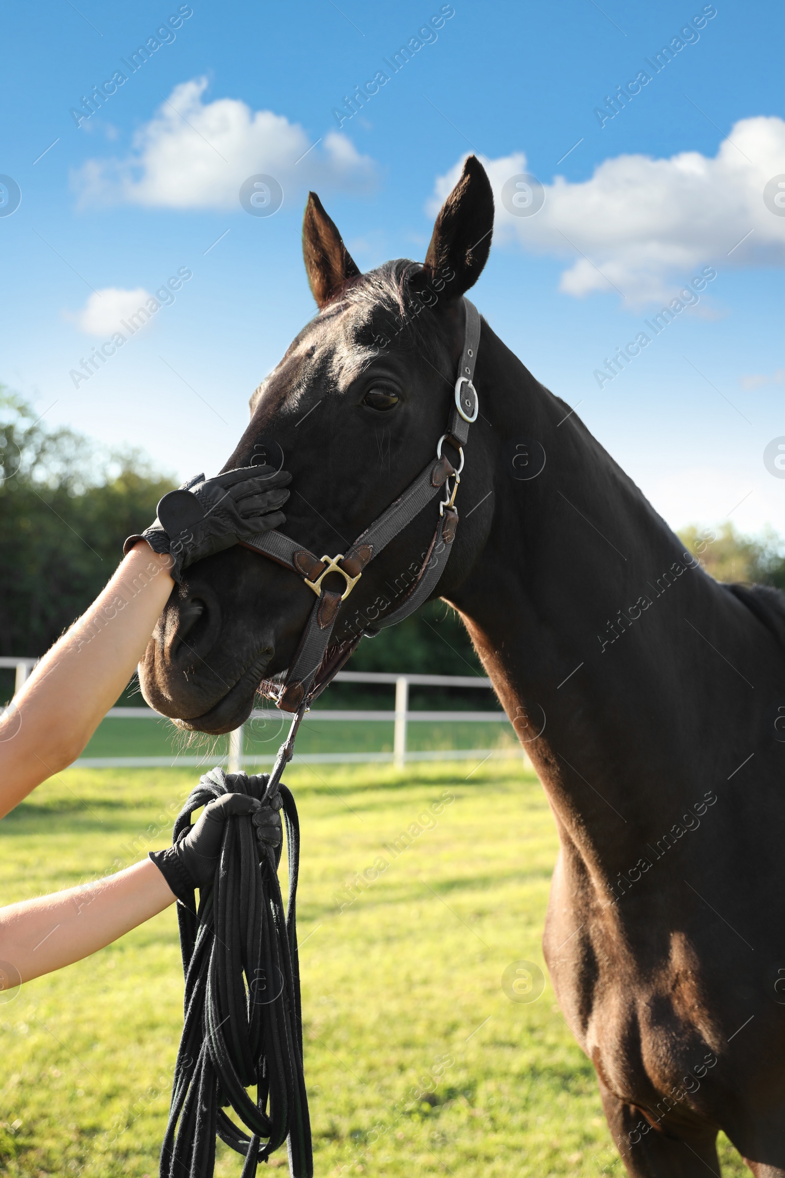 Photo of Young woman with horse outdoors on sunny day, closeup. Beautiful pet