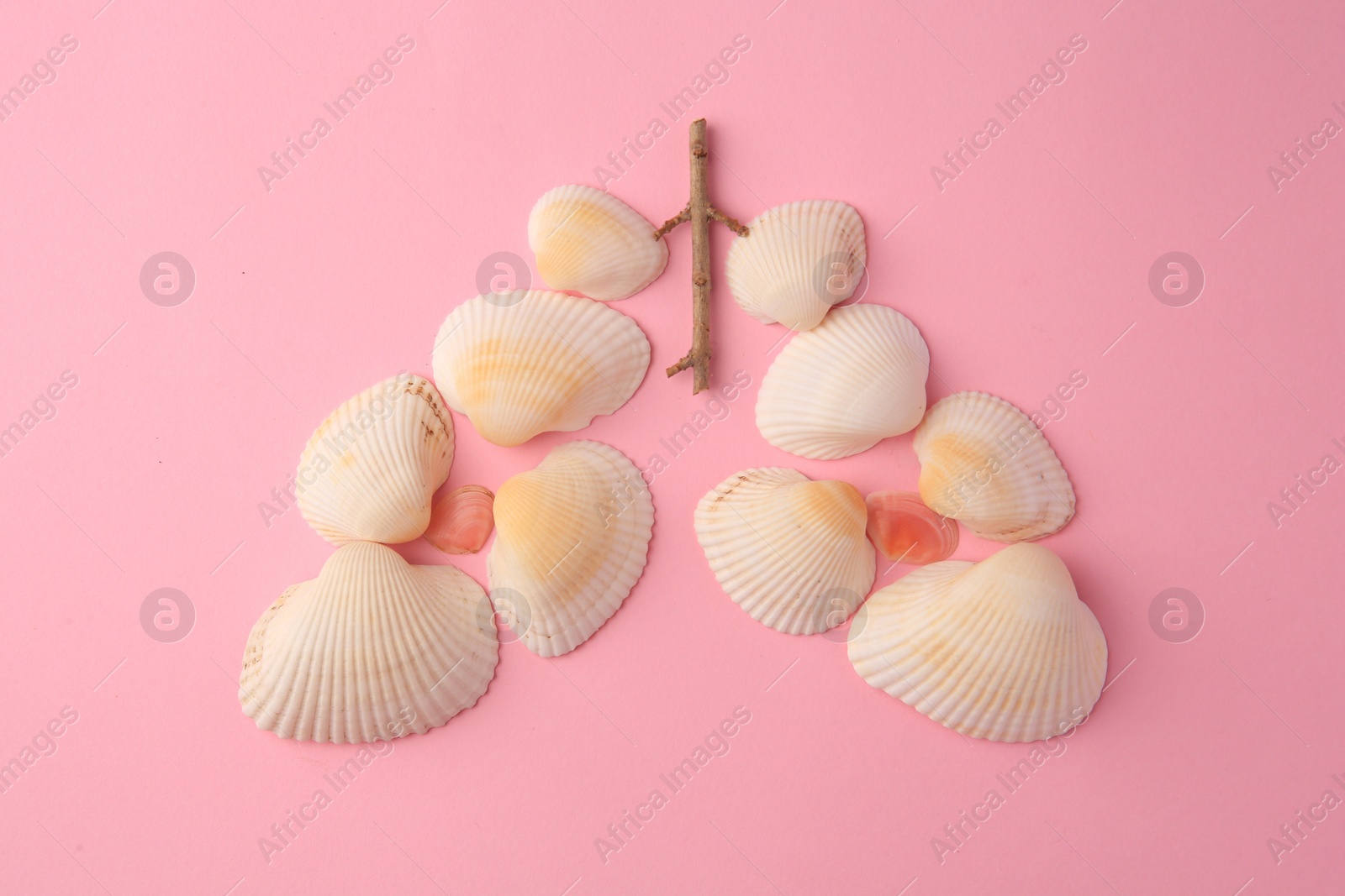 Photo of Human lungs made of seashells on pink background, flat lay