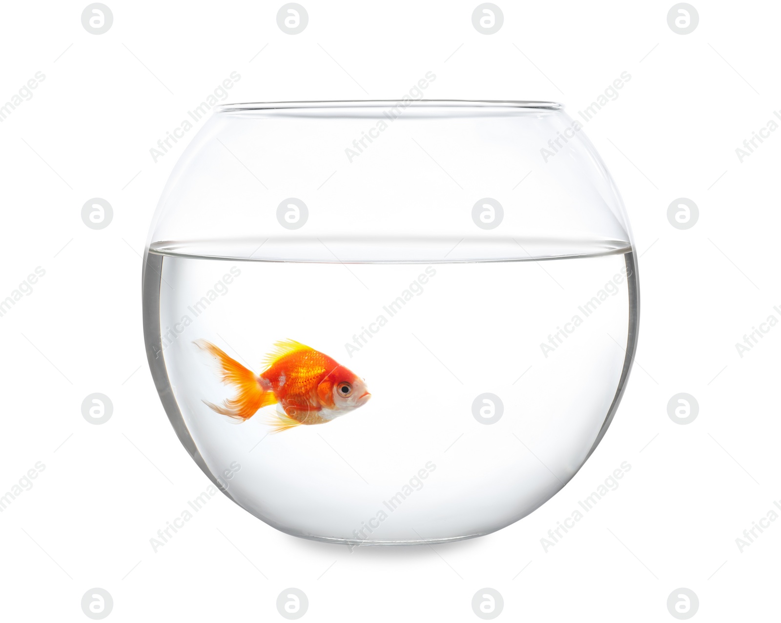 Photo of Beautiful bright small goldfish in round glass aquarium isolated on white