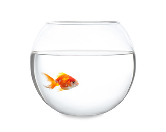 Photo of Beautiful bright small goldfish in round glass aquarium isolated on white