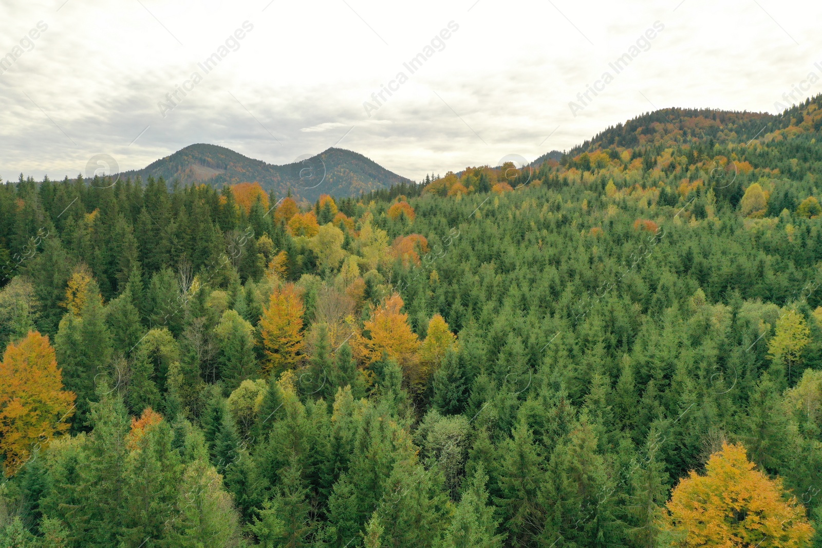 Photo of Aerial view of beautiful mountain forest on autumn day