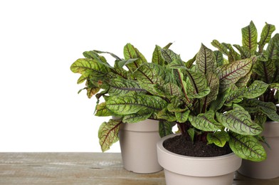 Photo of Sorrel plants in pots on wooden table against white background