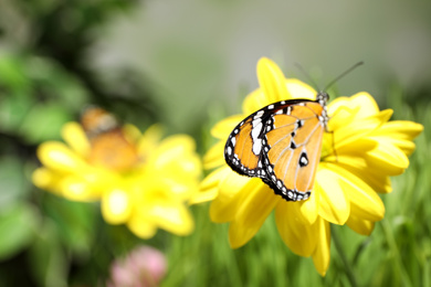Photo of Beautiful painted lady butterfly on flower in garden