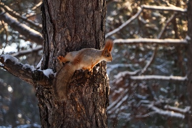 Photo of Cute squirrel on pine tree in winter forest