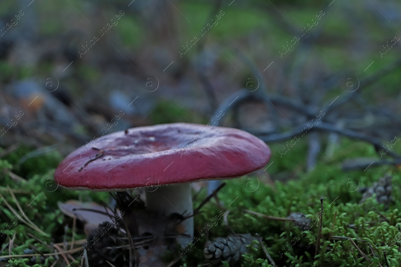 Photo of Russula mushroom growing in forest, closeup view