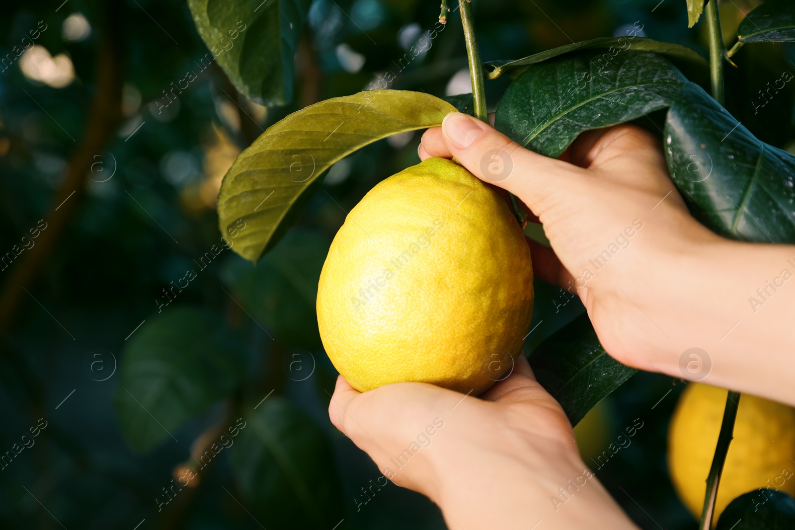 Photo of Woman picking ripe lemon from branch outdoors, closeup. Space for text