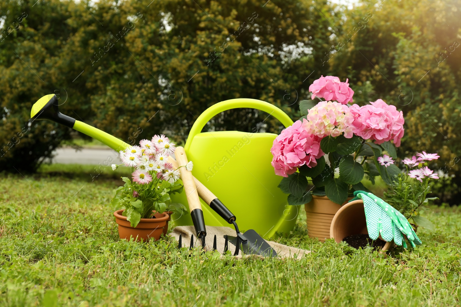 Photo of Beautiful blooming plants, gardening tools and accessories on green grass outdoors