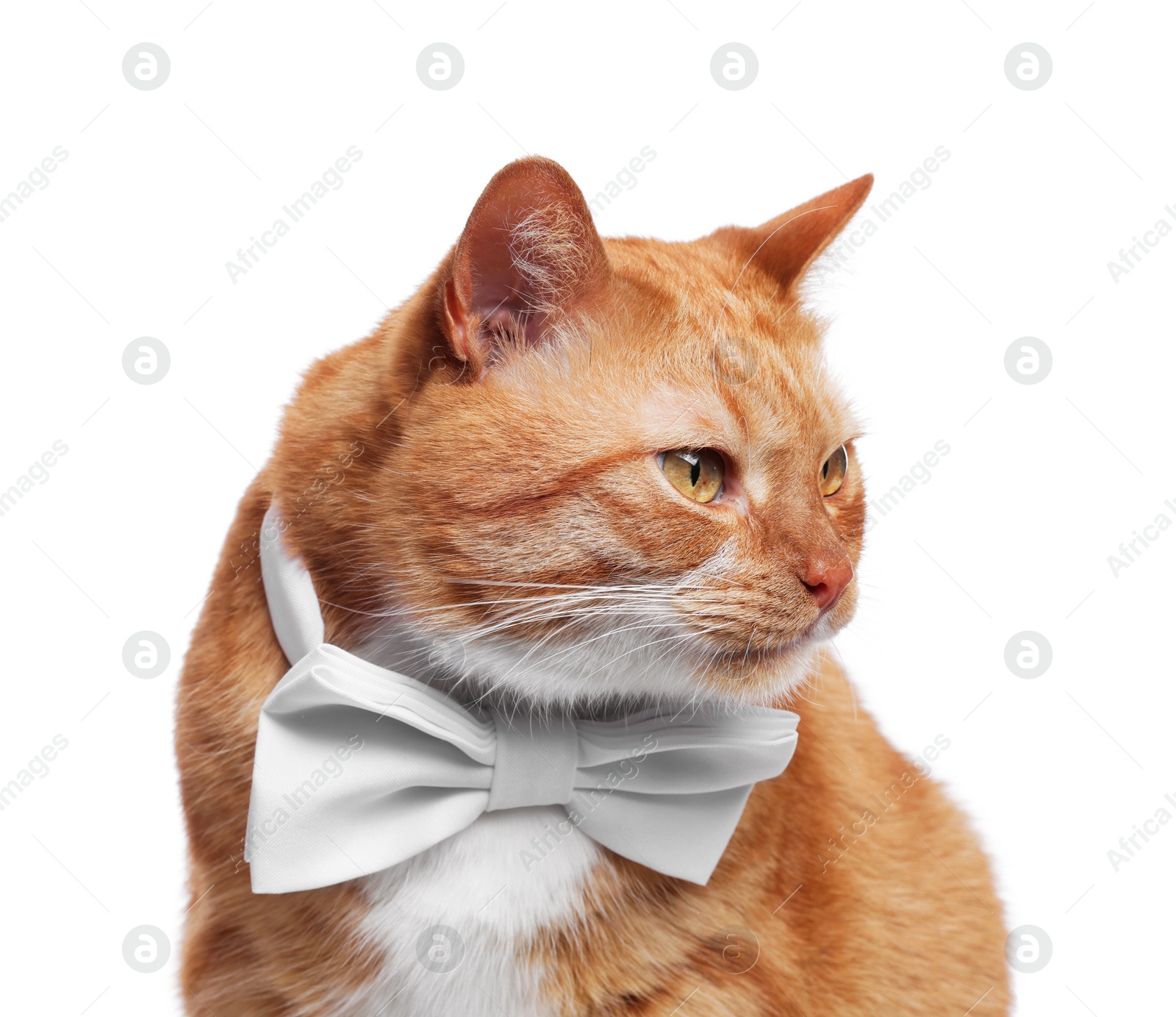 Photo of Cute cat with bow tie isolated on white