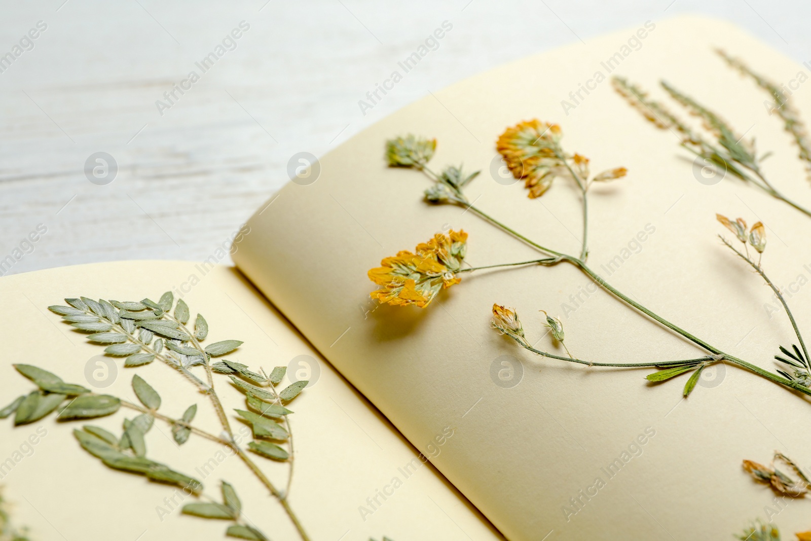 Photo of Wild dried meadow flowers in notebook on table, closeup