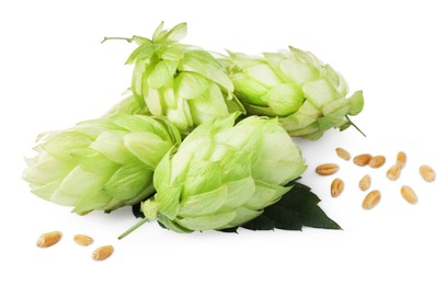 Fresh green hops and wheat grains on white background