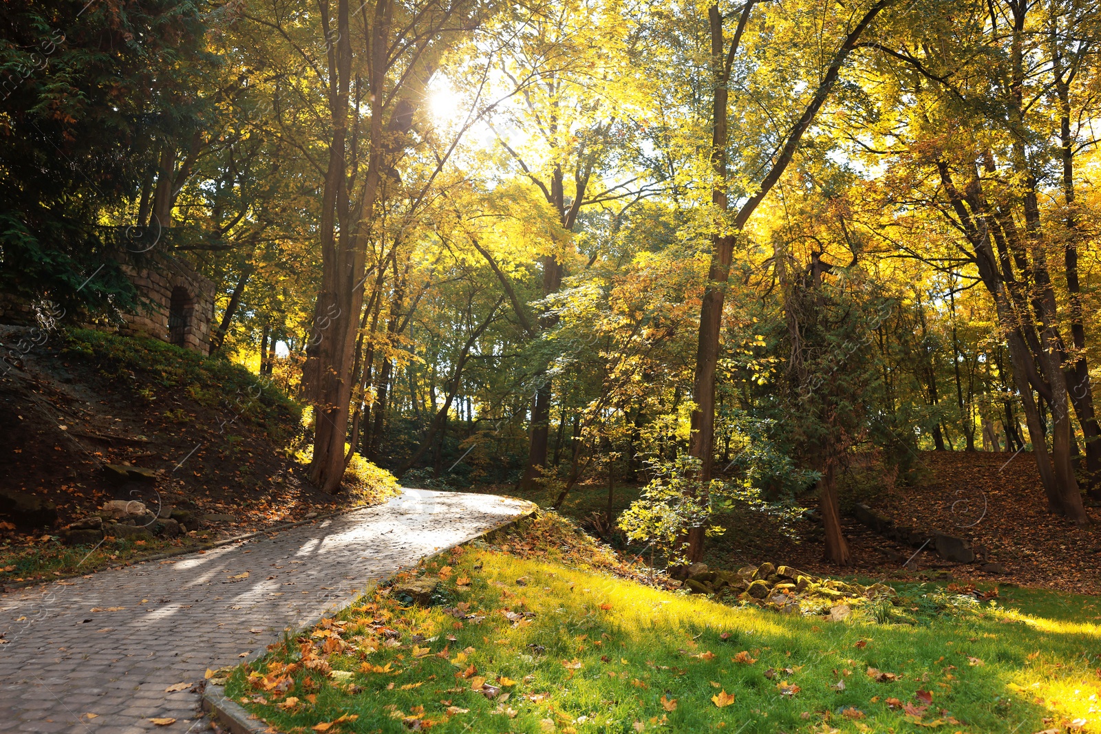 Photo of Pathway, fallen leaves and trees in beautiful park on autumn day