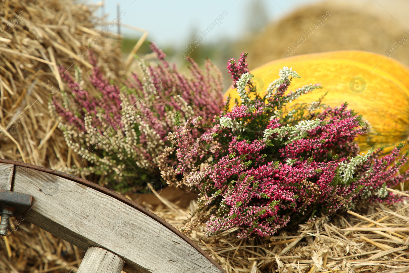 Photo of Beautiful heather flowers and pumpkin on hay outdoors