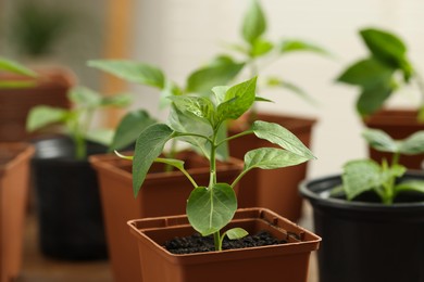 Seedlings growing in plastic containers with soil on blurred background, closeup