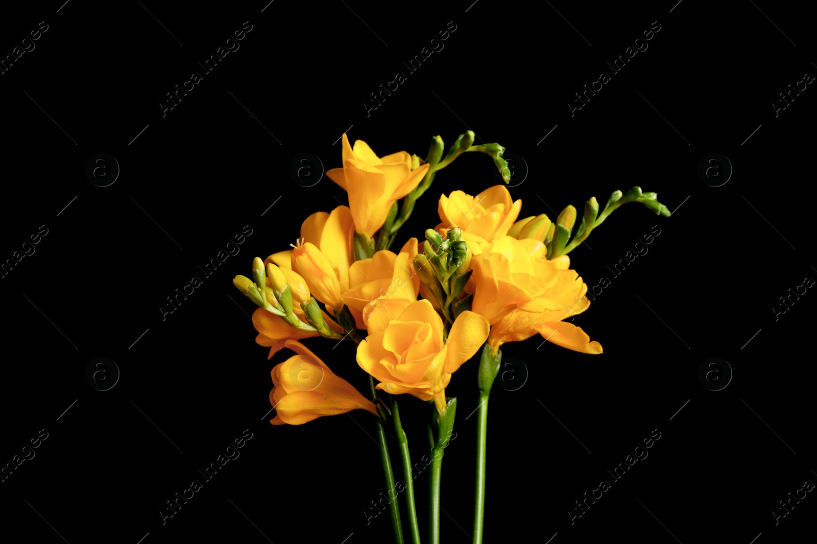 Photo of Beautiful yellow freesia flowers on black background