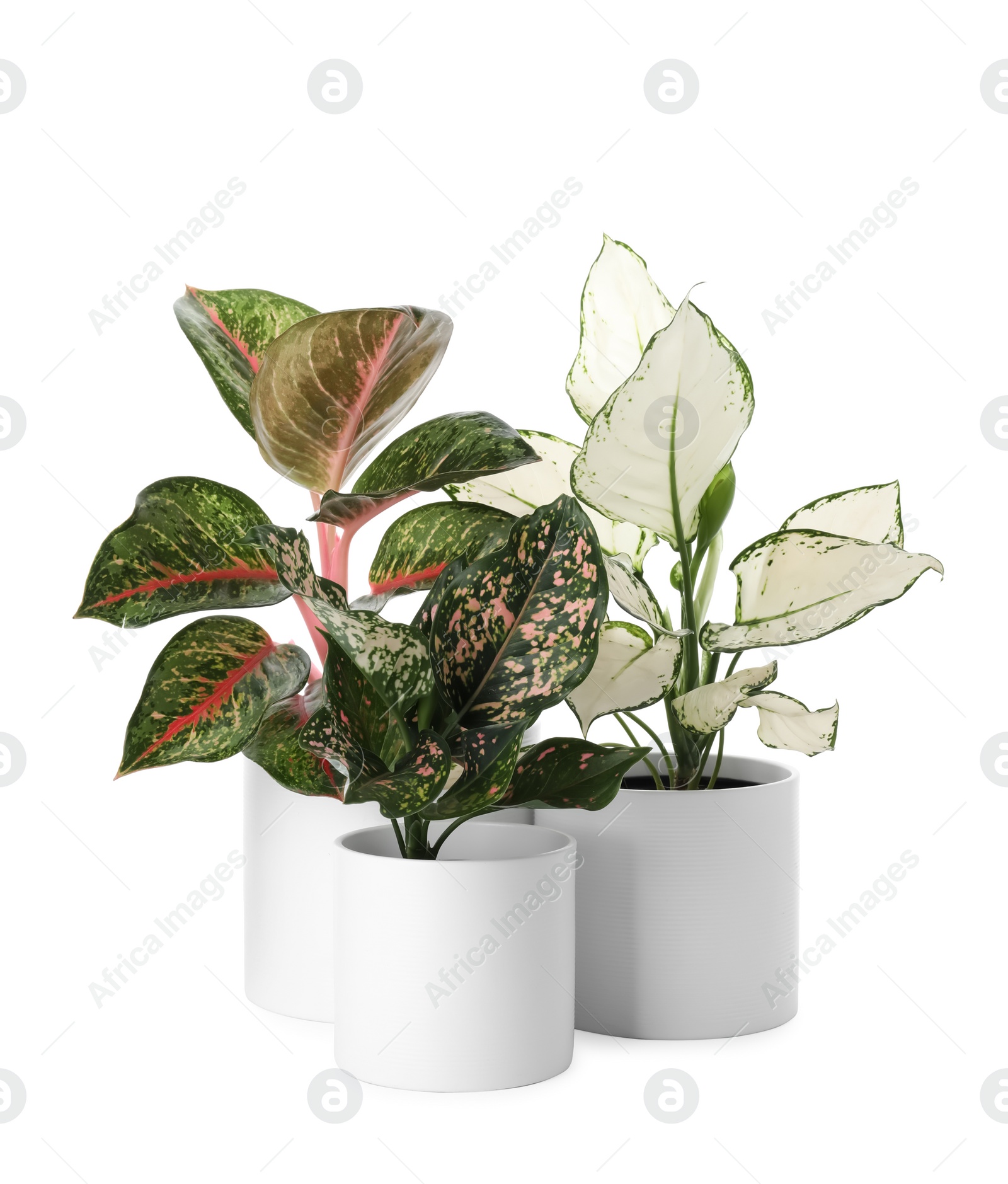 Photo of Beautiful Aglaonema plants in flowerpots isolated on white. House decor