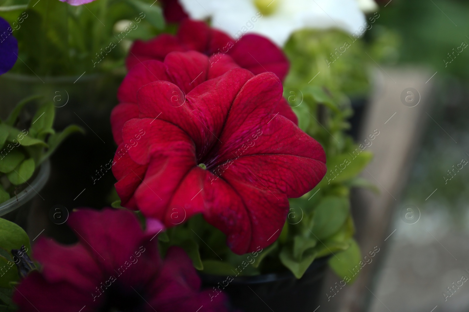 Photo of Beautiful petunia flowers in plant pots outdoors, closeup