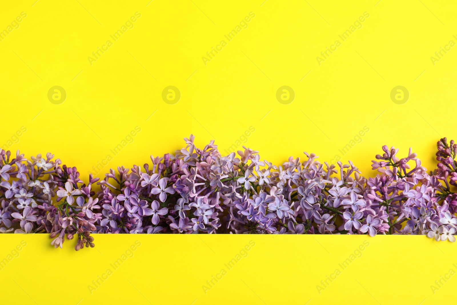 Photo of Blossoming lilac flowers on color background, flat lay. Space for text