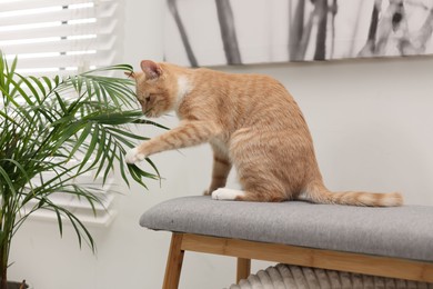 Cute ginger cat sitting on bench and playing with houseplant at home