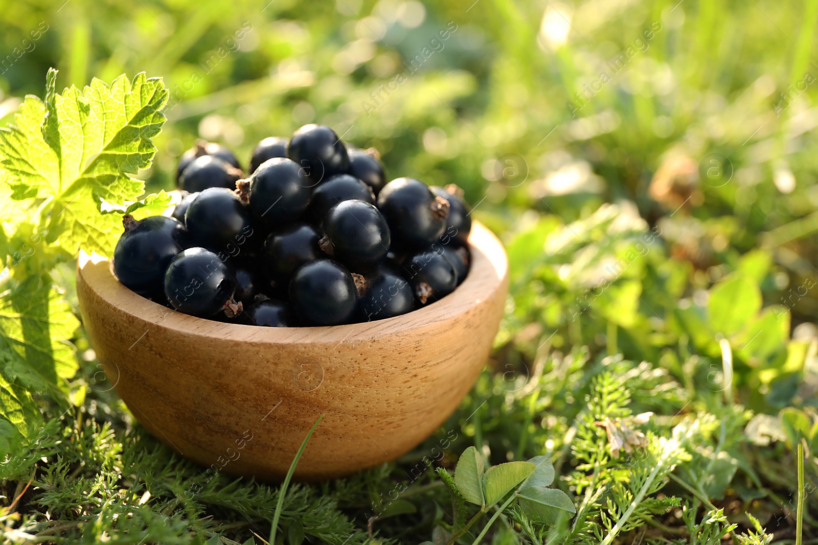 Photo of Ripe blackcurrants in bowl on green grass. Space for text