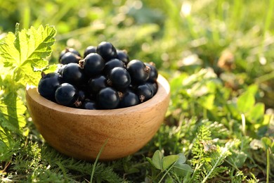 Ripe blackcurrants in bowl on green grass. Space for text