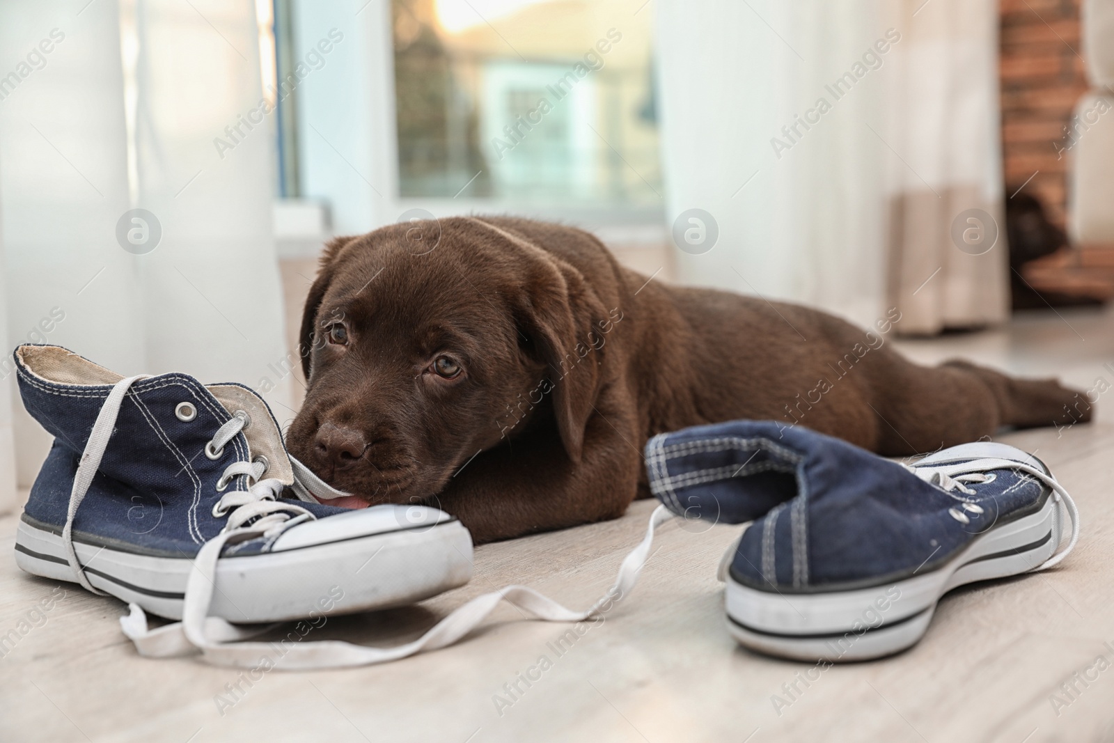 Photo of Chocolate Labrador Retriever puppy playing with sneakers on floor indoors