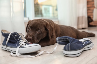 Photo of Chocolate Labrador Retriever puppy playing with sneakers on floor indoors