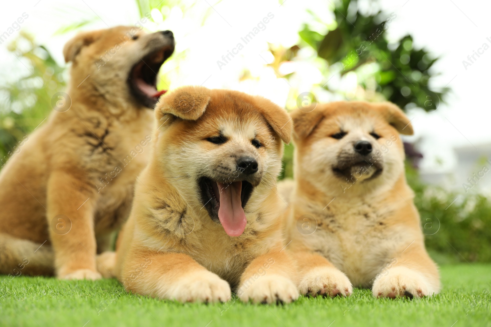 Photo of Cute Akita Inu puppies on green grass outdoors. Baby animals