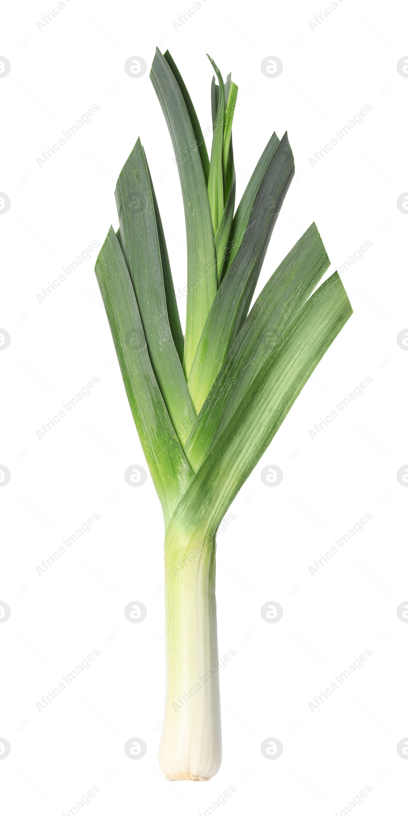 Photo of Fresh raw leek on white background. Ripe onion