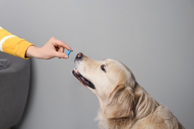 Photo of Woman giving pill to cute dog at home, closeup. Vitamins for animal