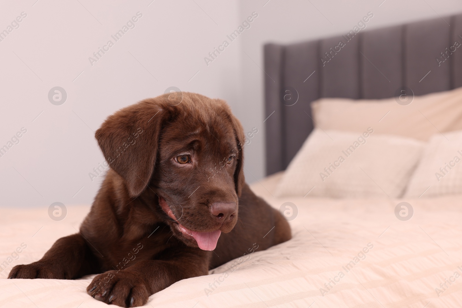 Photo of Cute chocolate Labrador Retriever on soft bed in room, space for text. Lovely pet