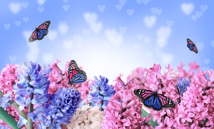 Image of Beautiful hyacinth flowers and amazing fragile monarch butterflies