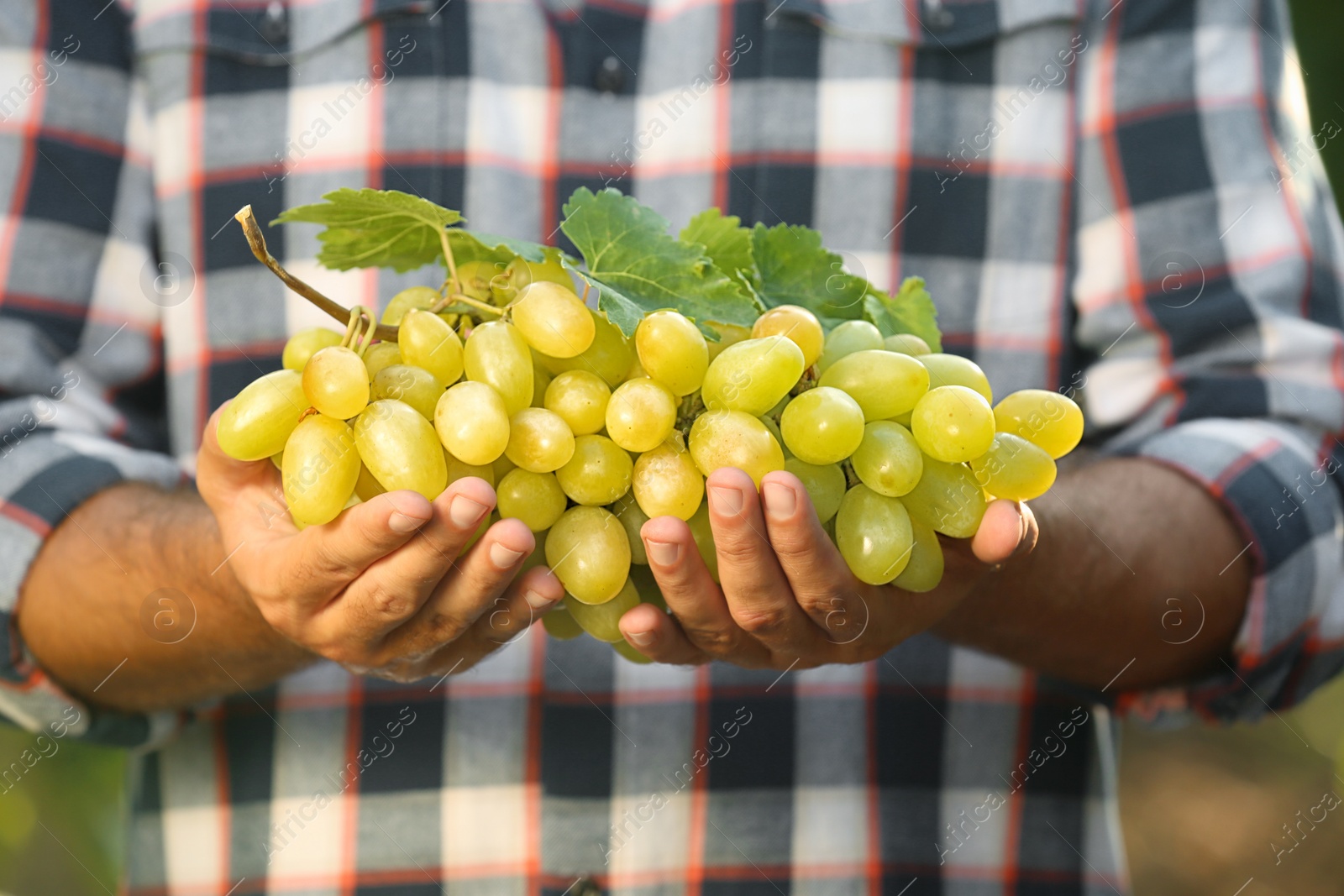 Photo of Man holding bunch of fresh ripe juicy grapes in vineyard, closeup