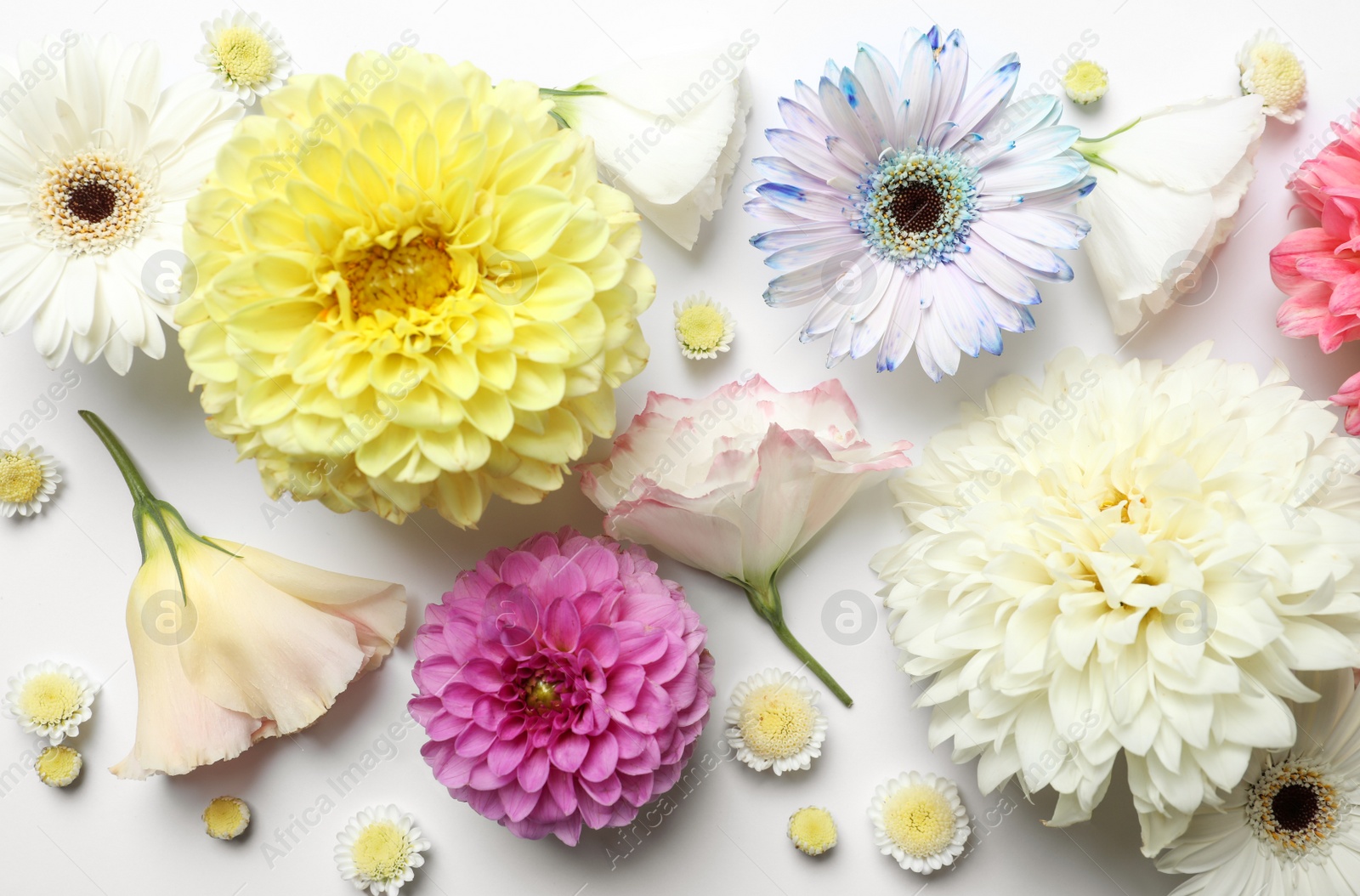 Photo of Beautiful dahlia, eustoma and gerbera flowers on white background, flat lay