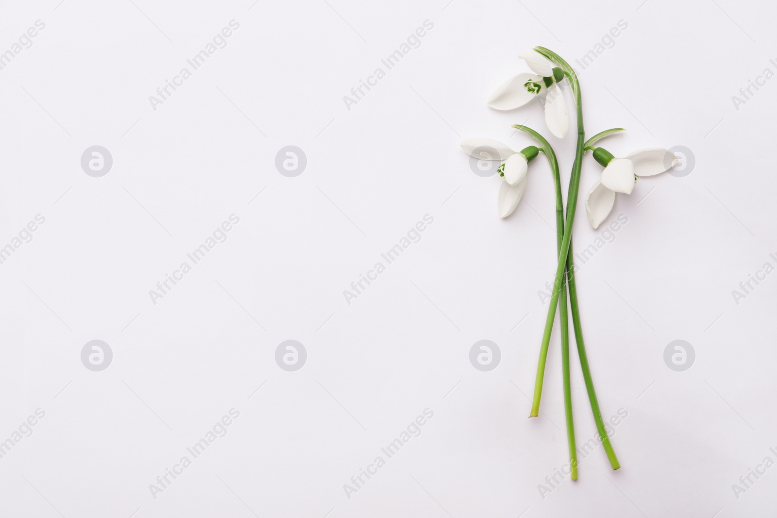 Photo of Beautiful snowdrops on white background, top view