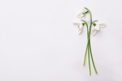 Photo of Beautiful snowdrops on white background, top view