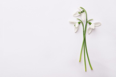 Beautiful snowdrops on white background, top view