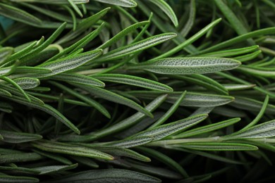 Photo of Closeup view of fresh rosemary as background